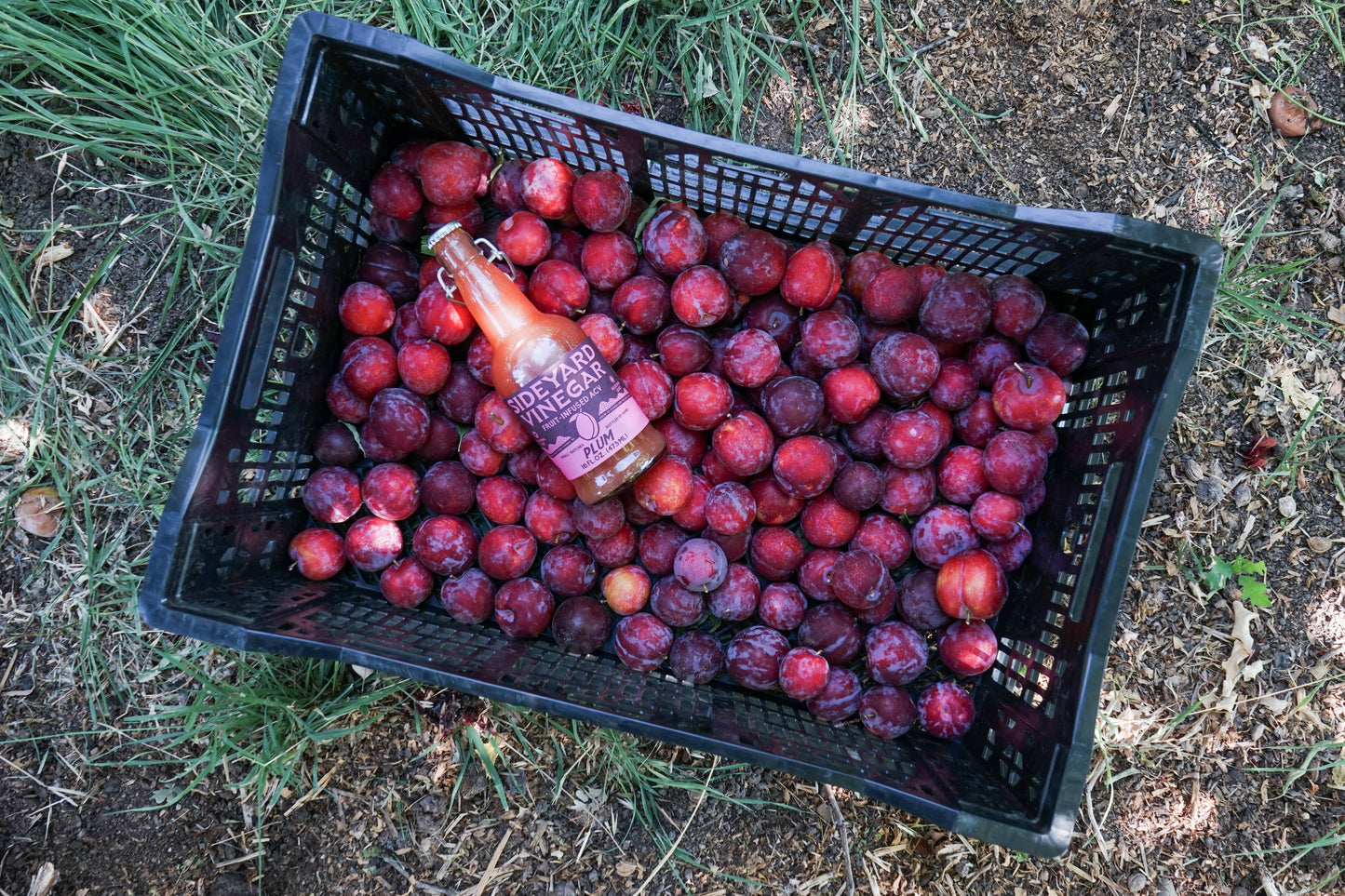 Plum Fruit-Infused Vinegar