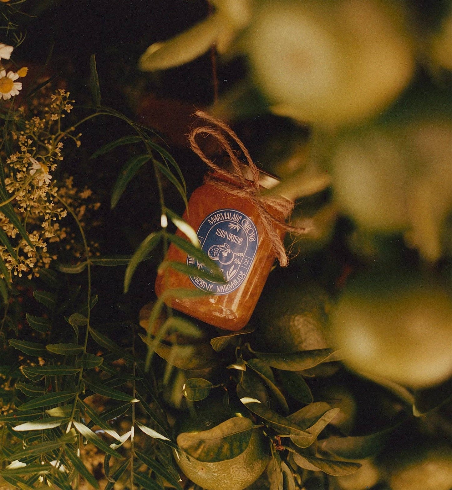 "Sunrise" Pixie Tangerine Marmalade: 5oz Marmalade Jar