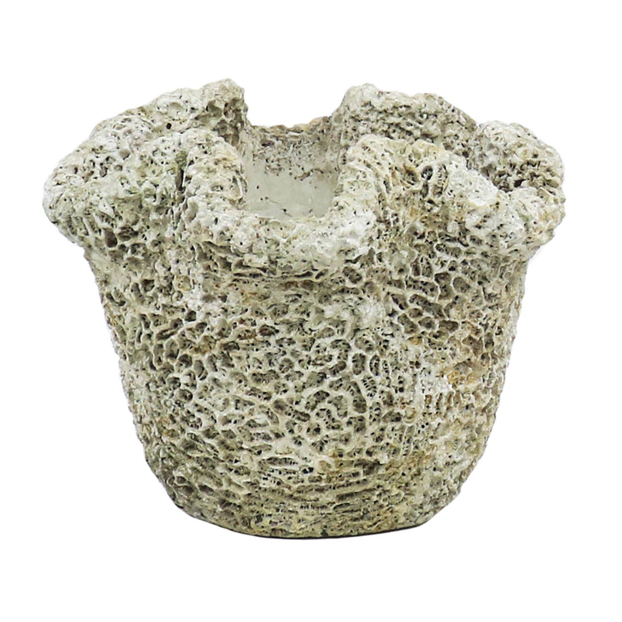 Cast Concrete Coral Planter: Wrinkle