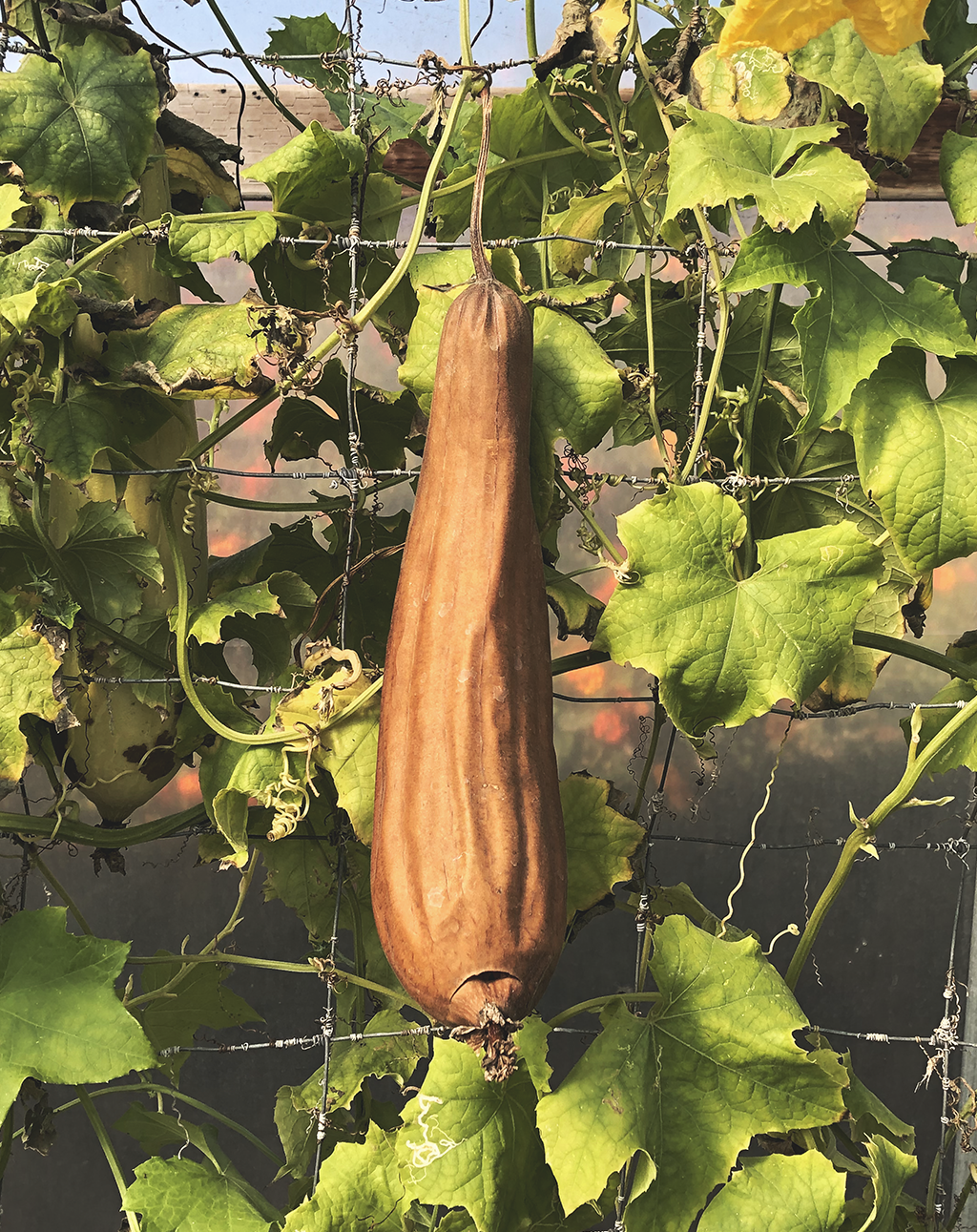 Central coast Luffa
