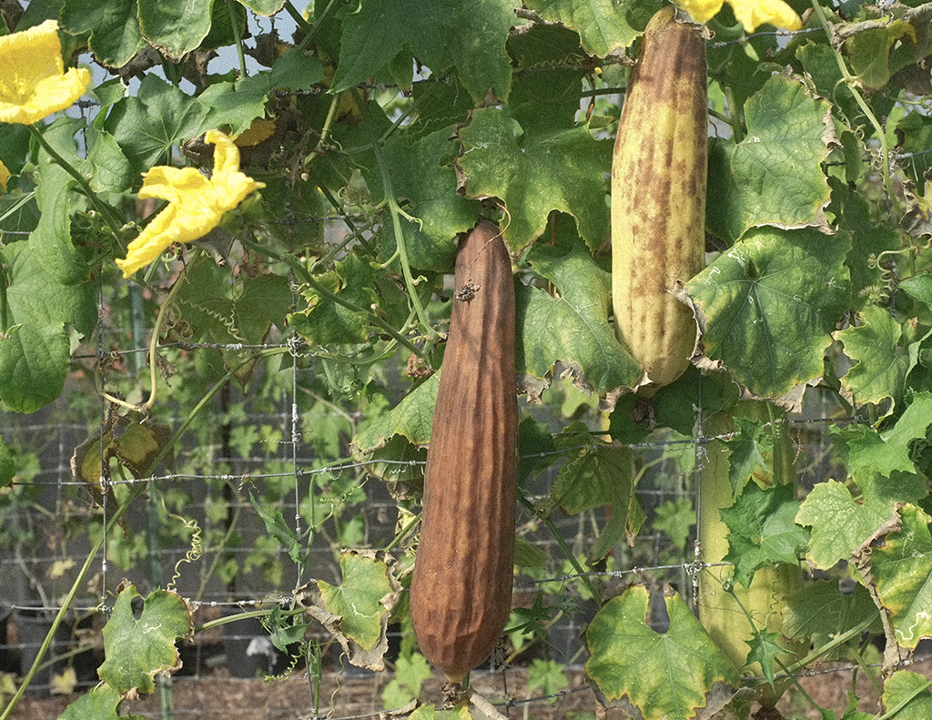 Central coast Luffa